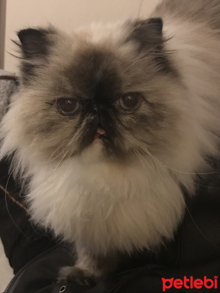 Himalayan, Kedi  Mila fotoğrafı