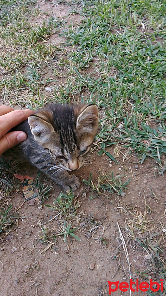 Tekir Kedi, Kedi  Grey fotoğrafı