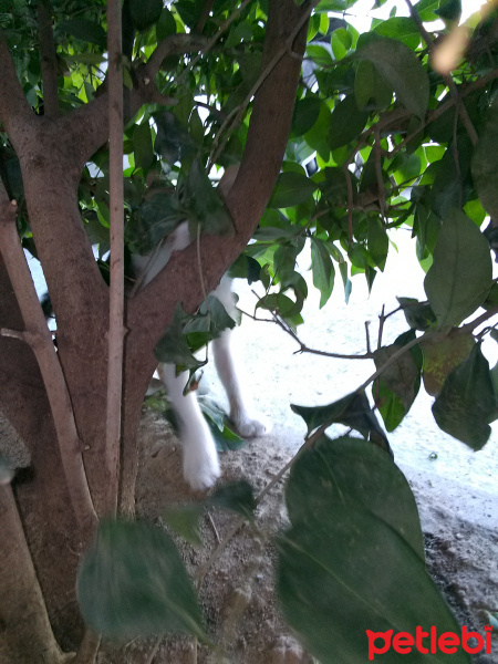 Tekir Kedi, Kedi  Sokak kedisi fotoğrafı