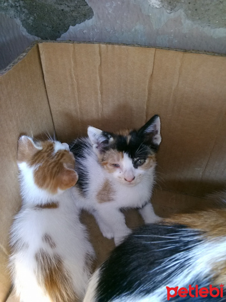 Tekir Kedi, Kedi  Sokak kedisi fotoğrafı