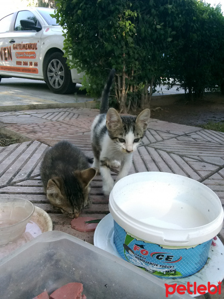 Tekir Kedi, Kedi  Sokak kedisi fotoğrafı