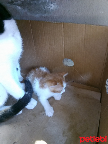 Tekir Kedi, Kedi  Sokak kedisi fotoğrafı