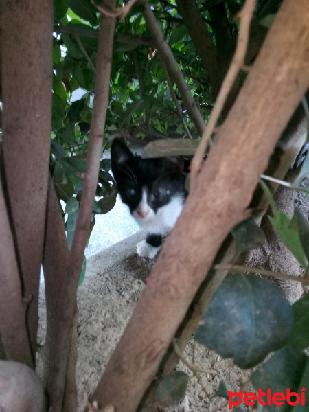 Tekir Kedi, Kedi  Sokak kedisi fotoğrafı