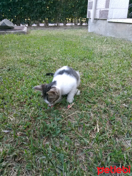 Tekir Kedi, Kedi  Sokak kedisi fotoğrafı
