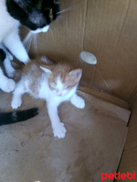 Tekir Kedi, Kedi  Sokak kedisi fotoğrafı