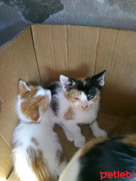 Tekir Kedi, Kedi  Sokak kedisi fotoğrafı