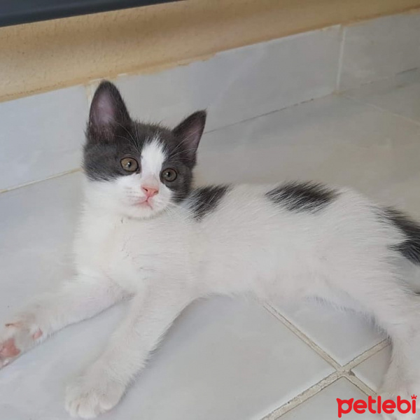 Tuxedo (Smokin) Kedi, Kedi  Adsız fotoğrafı