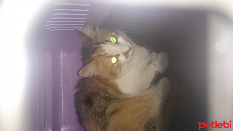 Tekir Kedi, Kedi  Mia fotoğrafı