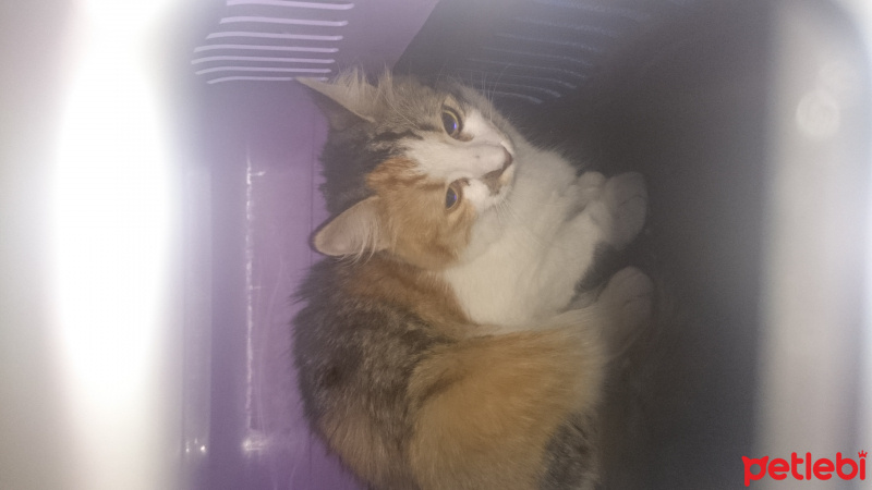 Tekir Kedi, Kedi  Mia fotoğrafı