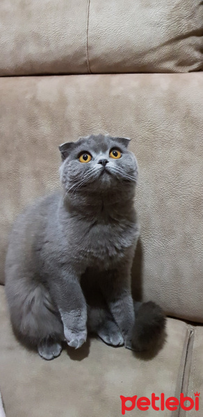 Scottish Fold, Kedi  Gölge fotoğrafı