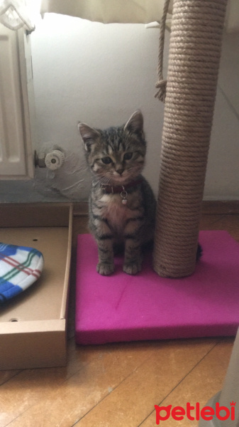 Tekir Kedi, Kedi  sera fotoğrafı