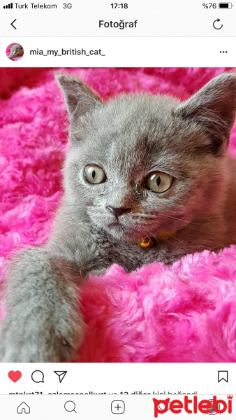 British Shorthair, Kedi  Mia fotoğrafı