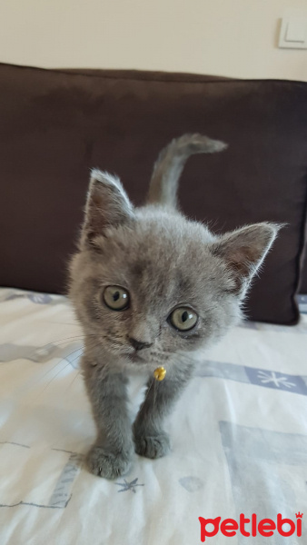 British Shorthair, Kedi  Mia fotoğrafı