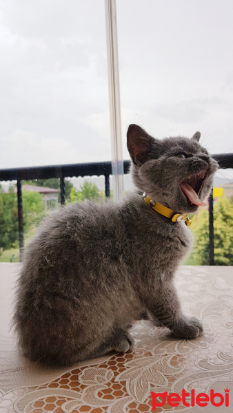 British Shorthair, Kedi  Mia fotoğrafı