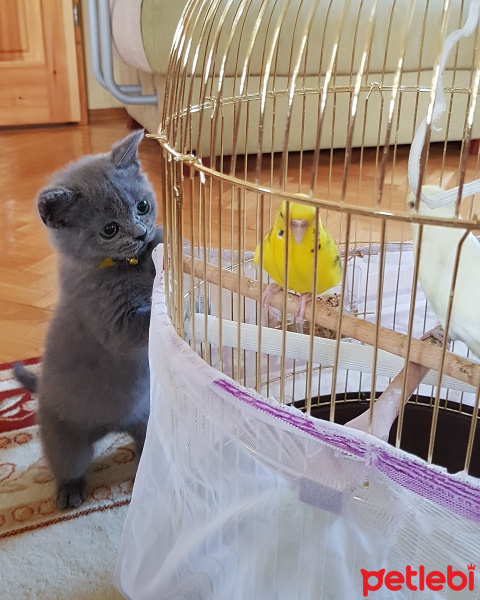 British Shorthair, Kedi  Mia fotoğrafı