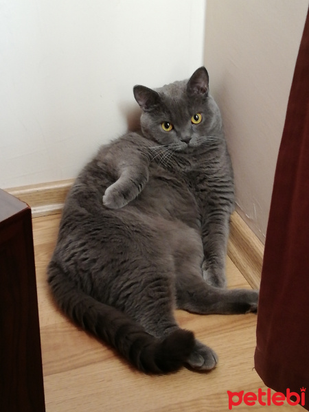 British Shorthair, Kedi  Çakıl fotoğrafı