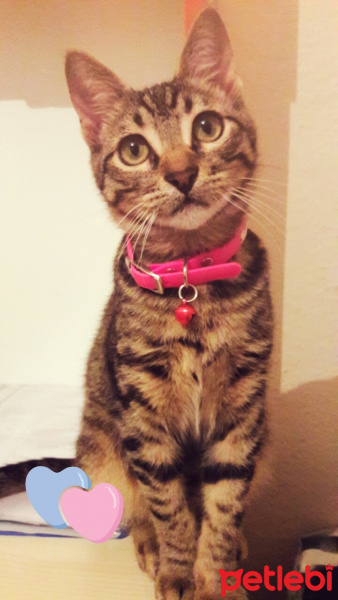 Tekir Kedi, Kedi  Zıpır fotoğrafı