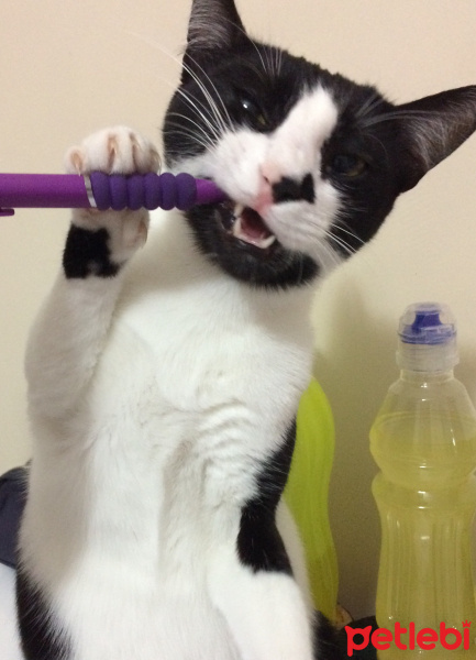 Tuxedo (Smokin) Kedi, Kedi  Fiyonk fotoğrafı
