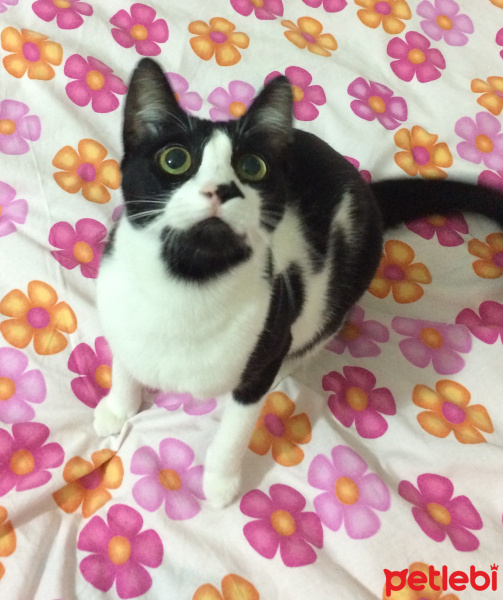 Tuxedo (Smokin) Kedi, Kedi  Fiyonk fotoğrafı