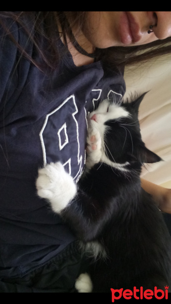 Tekir Kedi, Kedi  mişa fotoğrafı