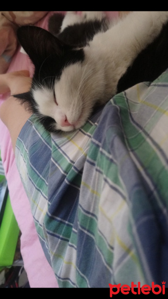 Tekir Kedi, Kedi  mişa fotoğrafı