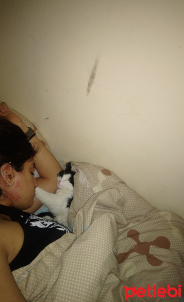 Tekir Kedi, Kedi  mişa fotoğrafı