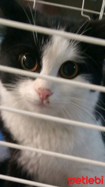 Tekir Kedi, Kedi  mişa fotoğrafı