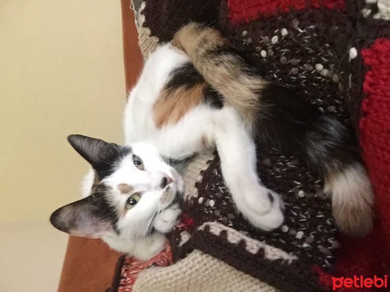Tekir Kedi, Kedi  Hamur fotoğrafı