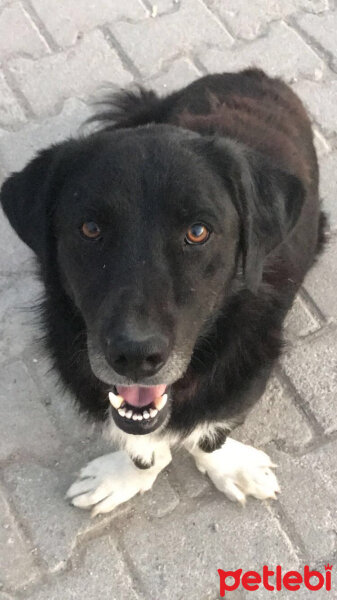 Shetland Çoban Köpeği, Köpek  Micki fotoğrafı