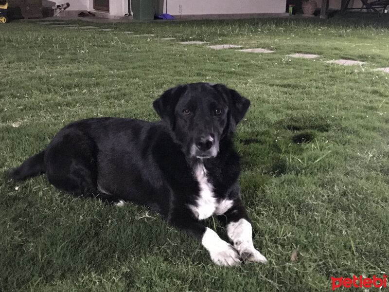 Shetland Çoban Köpeği, Köpek  Micki fotoğrafı