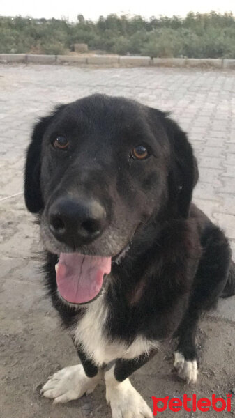 Shetland Çoban Köpeği, Köpek  Micki fotoğrafı