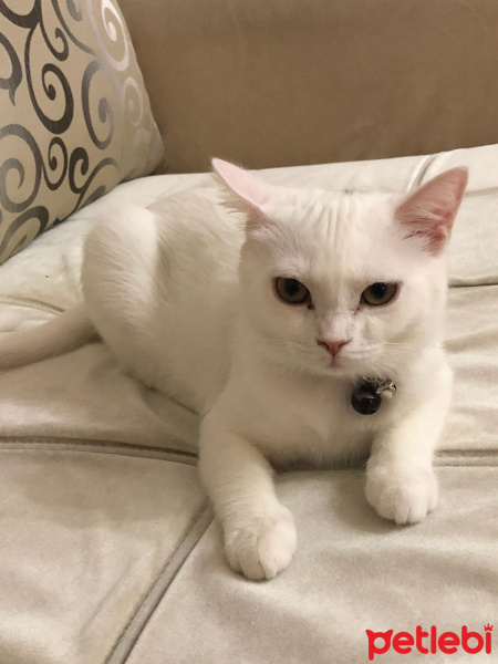 British Shorthair, Kedi  Lina fotoğrafı