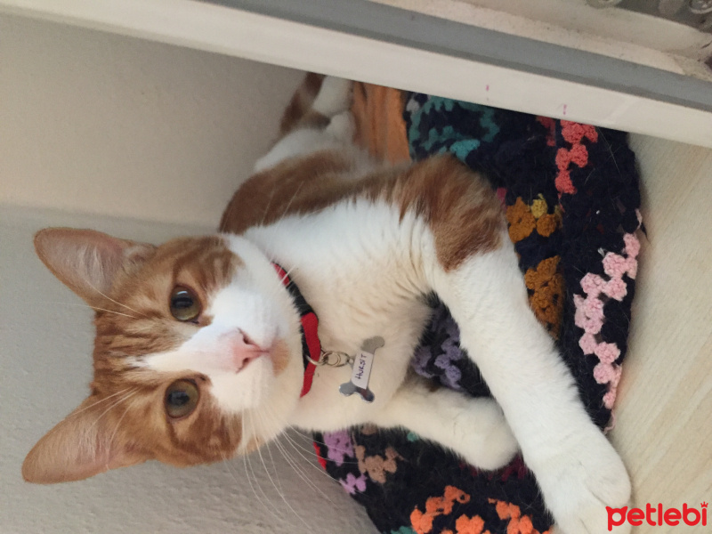 Soke, Kedi  Hurşit fotoğrafı