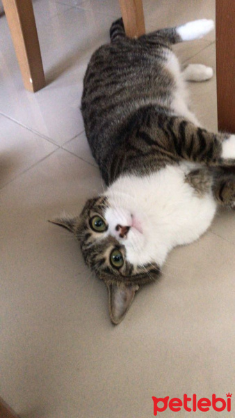Tekir Kedi, Kedi  Minoş fotoğrafı