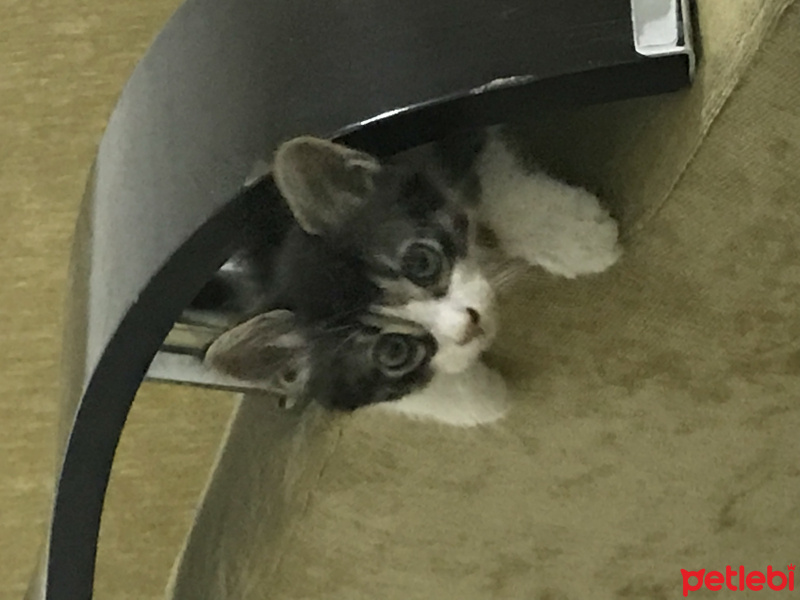 Tekir Kedi, Kedi  Başak fotoğrafı