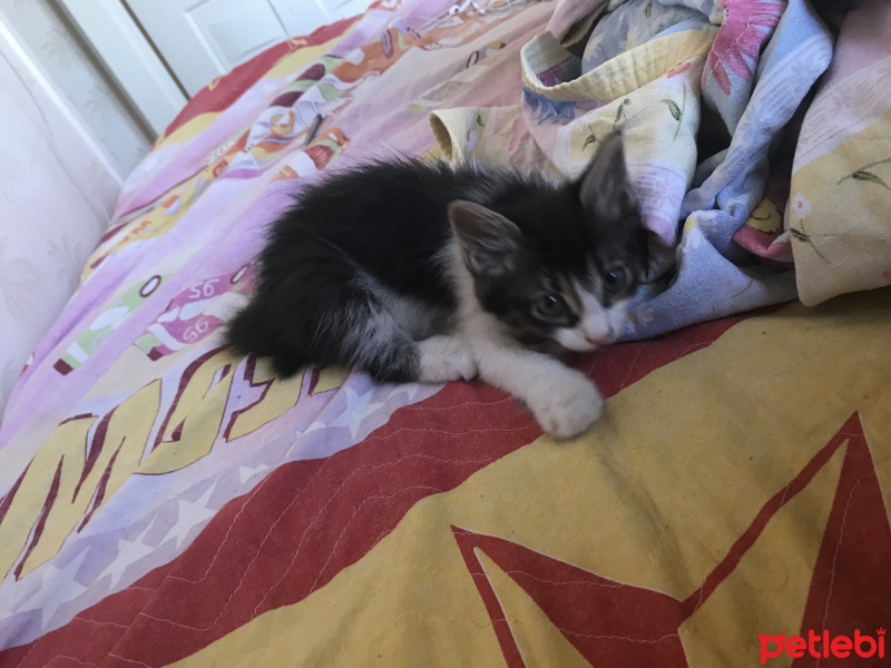Tekir Kedi, Kedi  Başak fotoğrafı