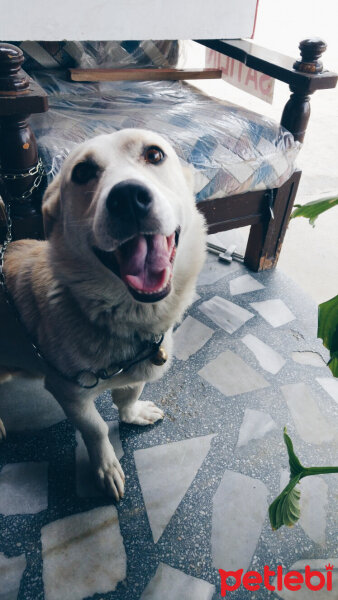 Sibirya Kurdu (Husky), Köpek  Bıdış fotoğrafı