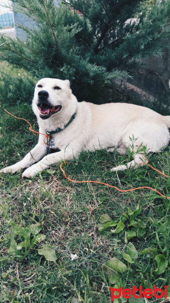 Sibirya Kurdu (Husky), Köpek  Bıdış fotoğrafı