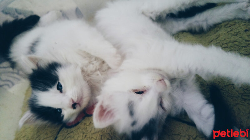 Sibirya Kurdu (Husky), Köpek  Bıdış fotoğrafı