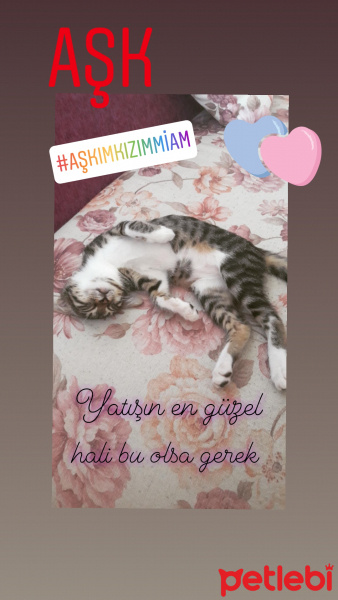 Tekir Kedi, Kedi  Mia fotoğrafı