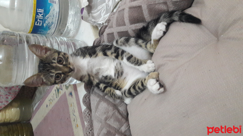Tekir Kedi, Kedi  Mia fotoğrafı