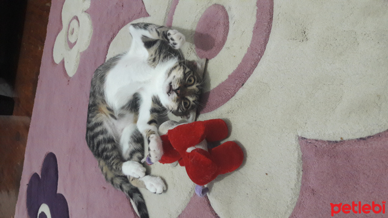 Tekir Kedi, Kedi  Mia fotoğrafı