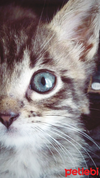 Tekir Kedi, Kedi  Kedi fotoğrafı