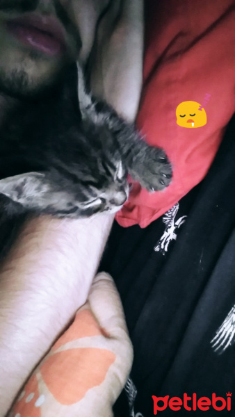 Tekir Kedi, Kedi  Kedi fotoğrafı
