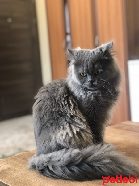 İran Kedisi (Persian), Kedi  Duman fotoğrafı