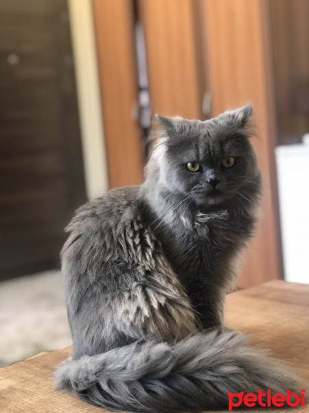 İran Kedisi (Persian), Kedi  Duman fotoğrafı