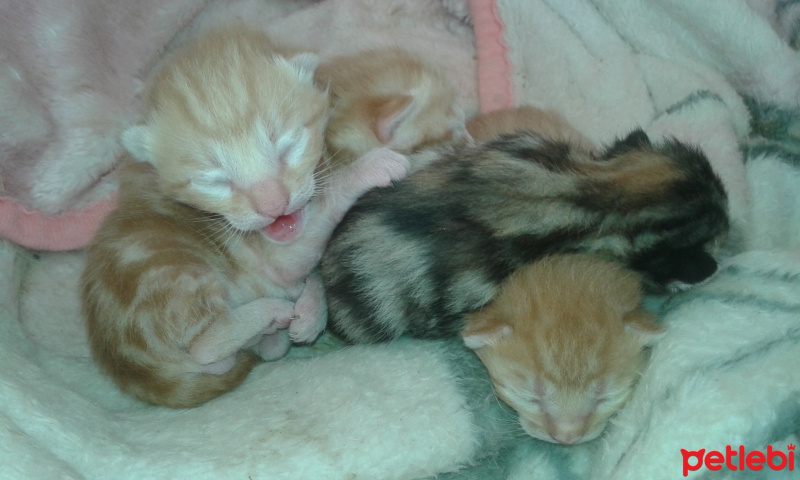 Tekir Kedi, Kedi  Pati fotoğrafı