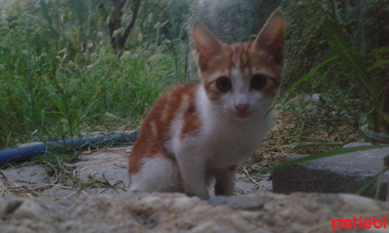 Tekir Kedi, Kedi  Pati fotoğrafı