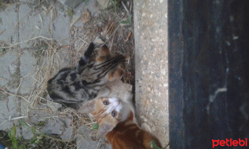 Tekir Kedi, Kedi  Pati fotoğrafı