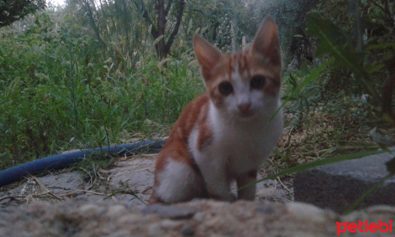 Tekir Kedi, Kedi  Pati fotoğrafı